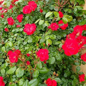 La Maison Des Roses Bed & Breakfast Chadrac